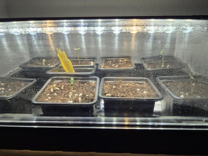 Dosidos Auto/Purple Punch Auto. Week 0
