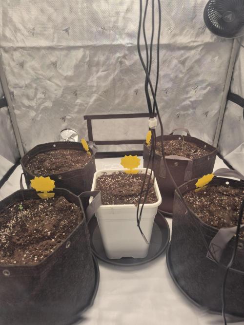 Dosidos Auto/Purple Punch Auto. Week 1 - Day+2