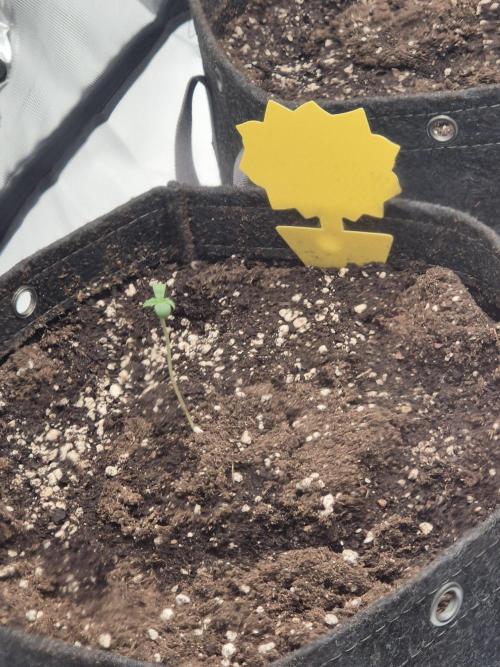 Dosidos Auto/Purple Punch Auto. Week 1 - Purple Punch Auto
