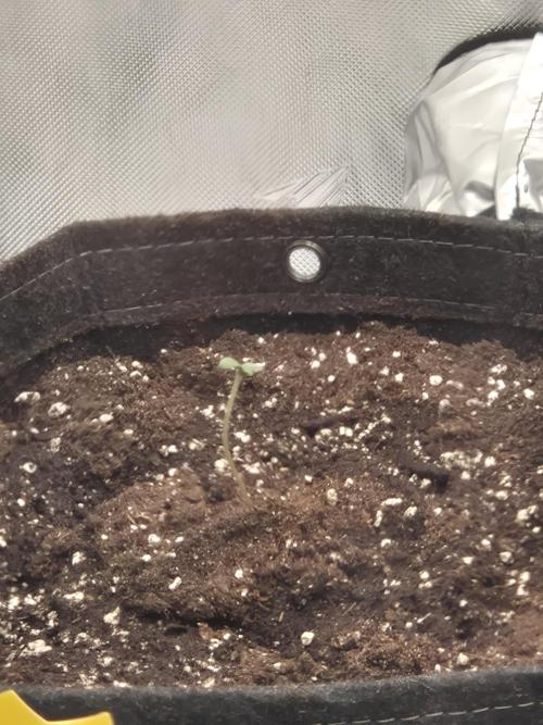 Dosidos Auto/Purple Punch Auto. Week 1 - Dosidos Auto
