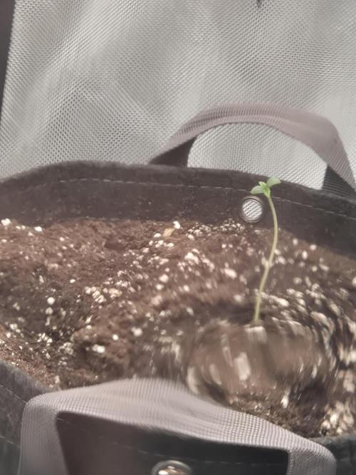 Dosidos Auto/Purple Punch Auto. Week 1 - Dosidos Auto