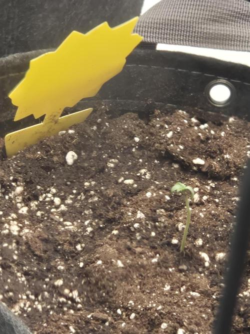 Dosidos Auto/Purple Punch Auto. Week 1 - Dosidos Auto