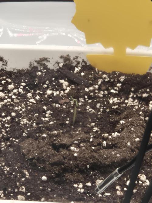 Dosidos Auto/Purple Punch Auto. Week 1 - Orange Apricot Glue XL Auto