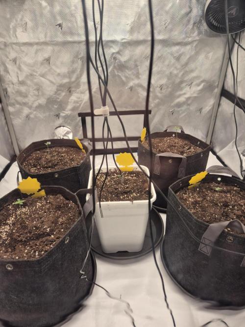 Dosidos Auto/Purple Punch Auto. Week 1 - Day+4