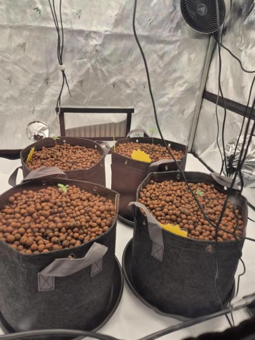 Dosidos Auto/Purple Punch Auto. Week 1 - Day+5