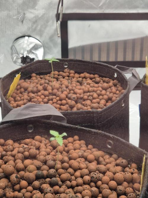 Dosidos Auto/Purple Punch Auto. Week 1 - Day+5