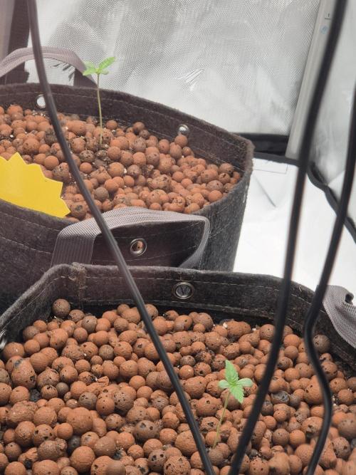 Dosidos Auto/Purple Punch Auto. Week 1 - Day+5
