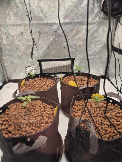 Dosidos Auto/Purple Punch Auto. Week 2 - Day+11