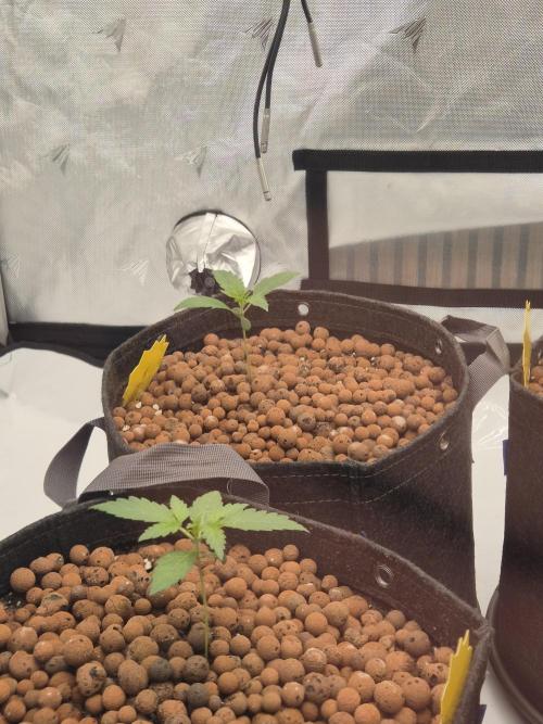 Dosidos Auto/Purple Punch Auto. Week 2 - Day+11