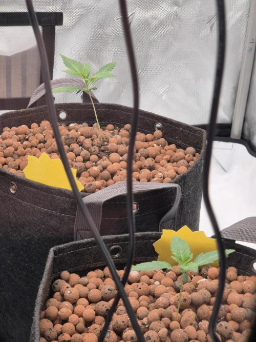 Dosidos Auto/Purple Punch Auto. Week 2 - Day+11