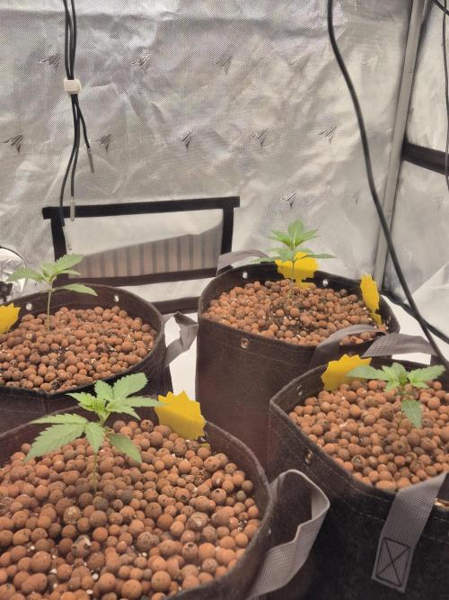 Dosidos Auto/Purple Punch Auto. Week 2 - Day+13