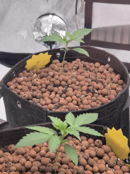 Dosidos Auto/Purple Punch Auto. Week 2 - Day+13