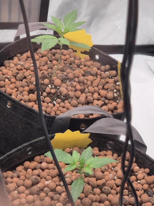 Dosidos Auto/Purple Punch Auto. Week 2 - Day+13