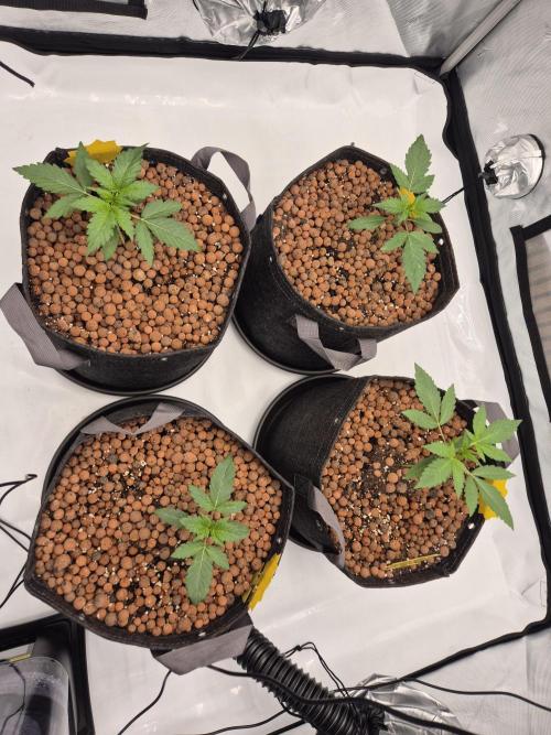Dosidos Auto/Purple Punch Auto. Week 3 - Day+15