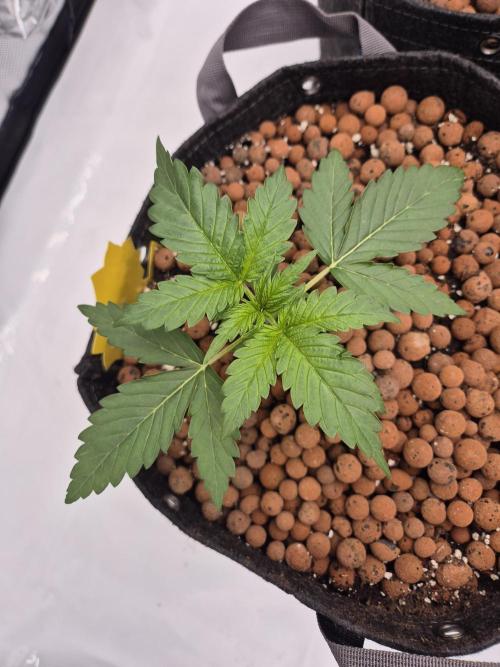 Dosidos Auto/Purple Punch Auto. Week 3 - Day+15 Purple Punch Auto
