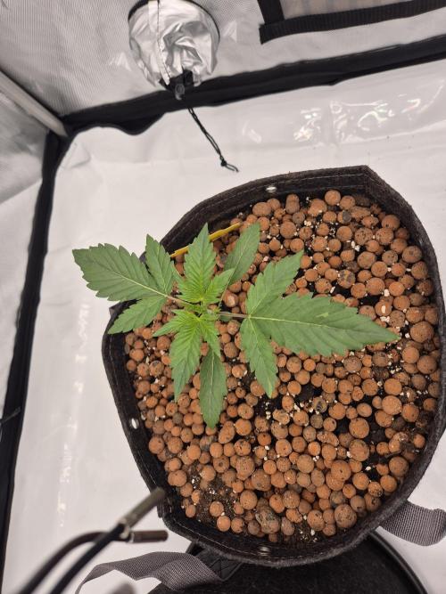 Dosidos Auto/Purple Punch Auto. Week 3 - Day+15 Dosidos Auto