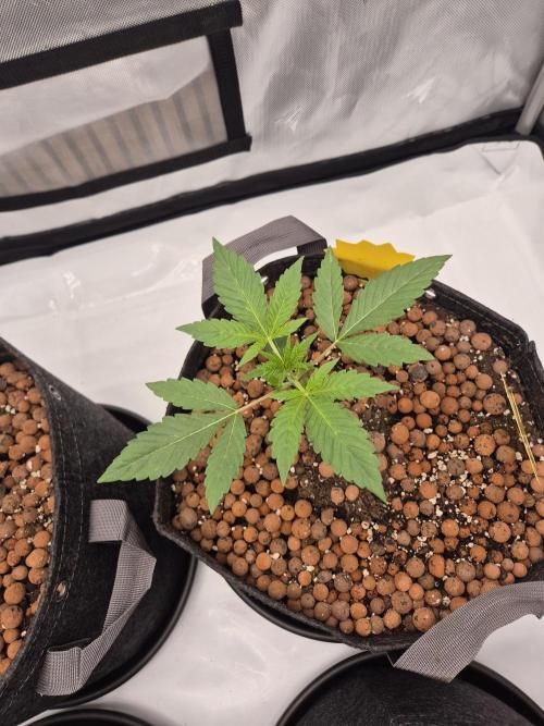 Dosidos Auto/Purple Punch Auto. Week 3 - Day+15 Dosidos Auto