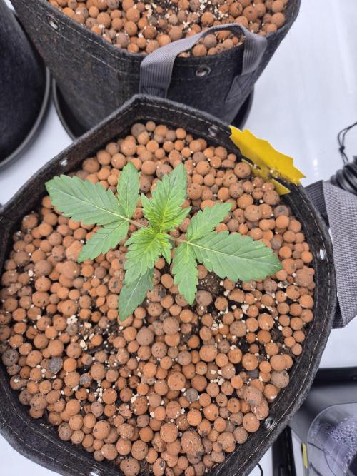 Dosidos Auto/Purple Punch Auto. Week 3 - Day+15 Dosidos Auto