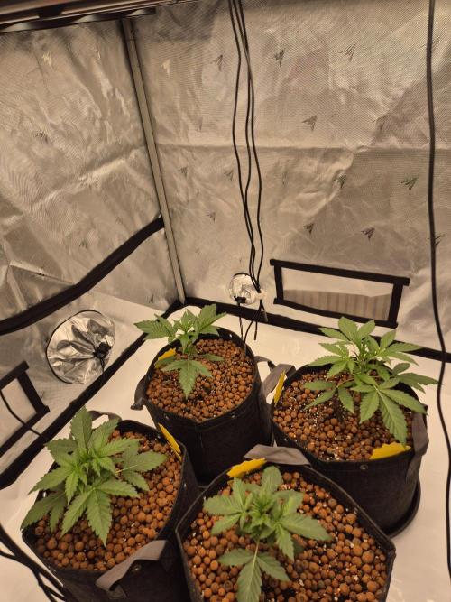 Dosidos Auto/Purple Punch Auto. Week 3 - Day+18