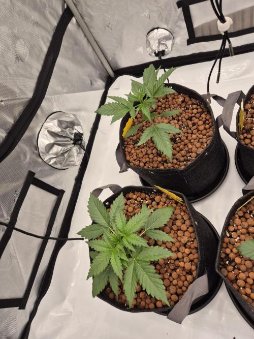 Dosidos Auto/Purple Punch Auto. Week 3 - Day+18