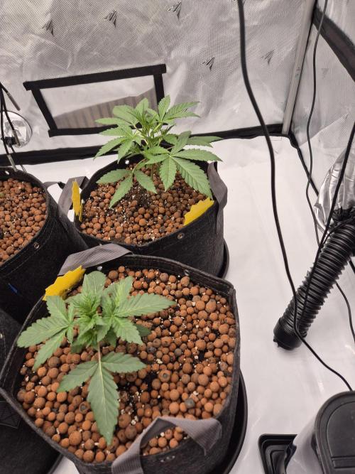 Dosidos Auto/Purple Punch Auto. Week 3 - Day+18