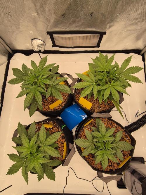 Dosidos Auto/Purple Punch Auto. Week 4 - Day+21