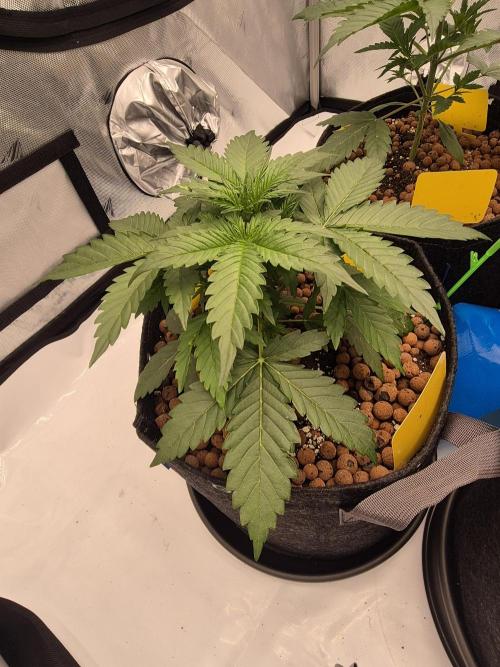 Dosidos Auto/Purple Punch Auto. Week 4 - Day+21