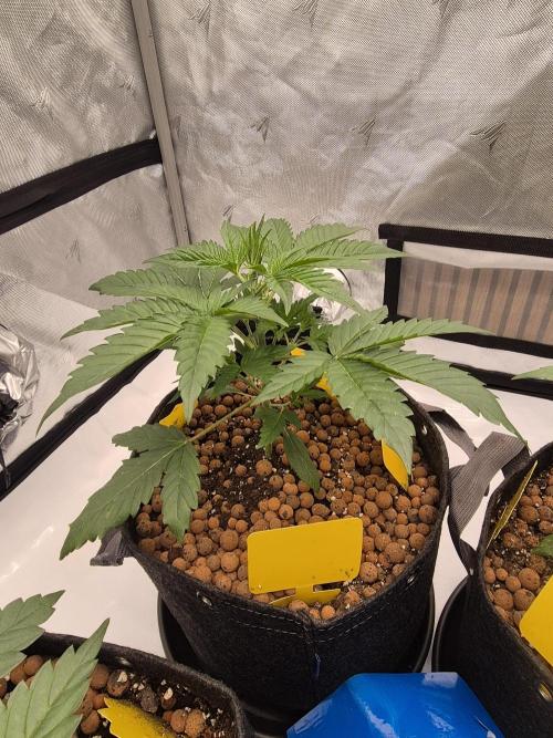 Dosidos Auto/Purple Punch Auto. Week 4 - Day+21