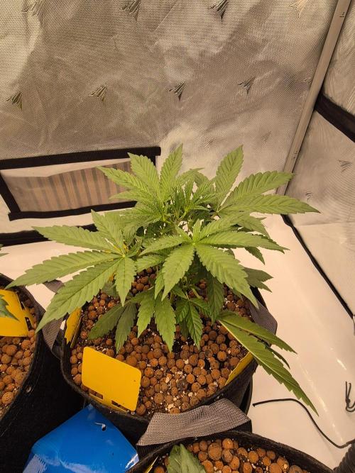 Dosidos Auto/Purple Punch Auto. Week 4 - Day+21