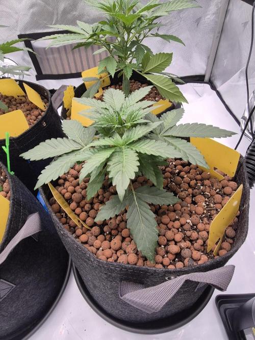 Dosidos Auto/Purple Punch Auto. Week 4 - Day+21