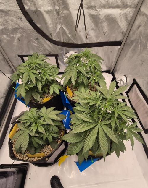Dosidos Auto/Purple Punch Auto. Week 4 - Day+25