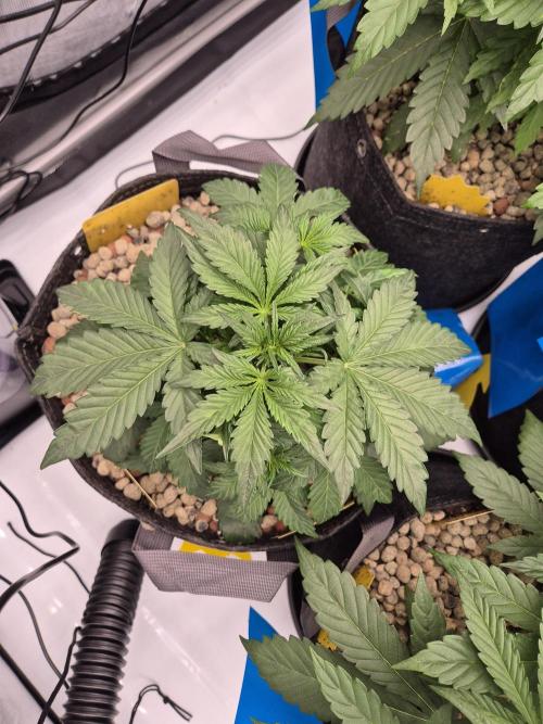 Dosidos Auto/Purple Punch Auto. Week 4 - Day+25