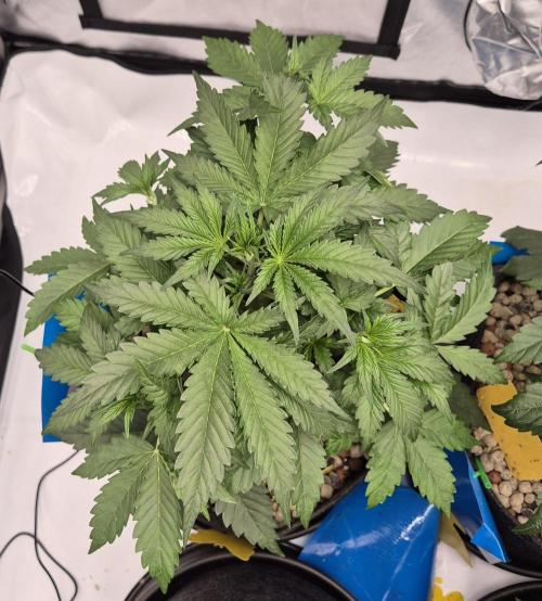 Dosidos Auto/Purple Punch Auto. Week 4 - Day+25