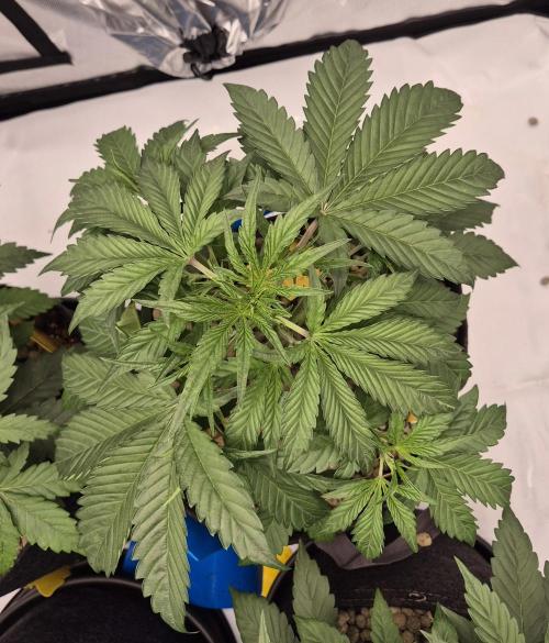 Dosidos Auto/Purple Punch Auto. Week 4 - Day+25
