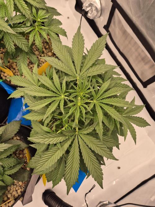 Dosidos Auto/Purple Punch Auto. Week 4 - Day+25
