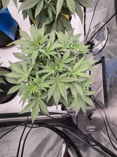 Dosidos Auto/Purple Punch Auto. Week 5 - J+30
