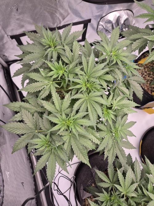Dosidos Auto/Purple Punch Auto. Week 5 - J+30