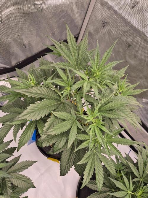 Dosidos Auto/Purple Punch Auto. Week 5 - J+30