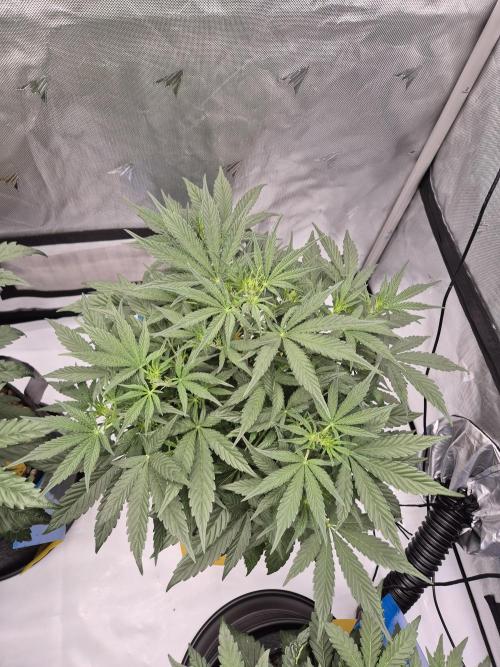 Dosidos Auto/Purple Punch Auto. Week 5 - J+30
