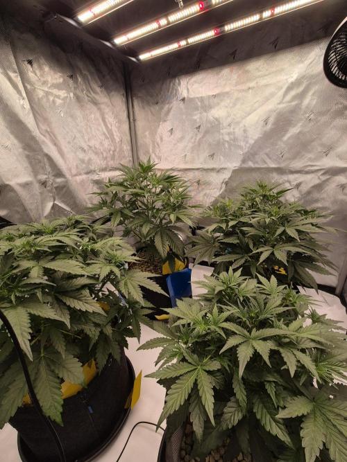 Dosidos Auto/Purple Punch Auto. Week 5 - J+30