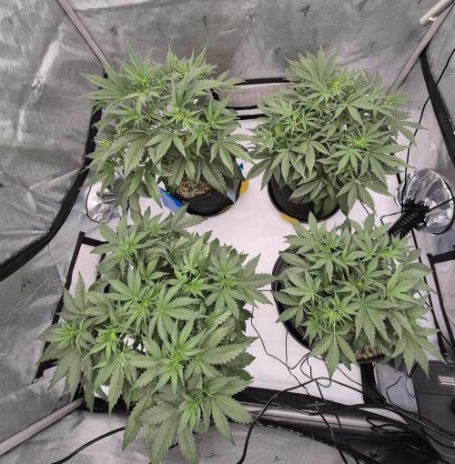 Dosidos Auto/Purple Punch Auto. Week 5 - J+30