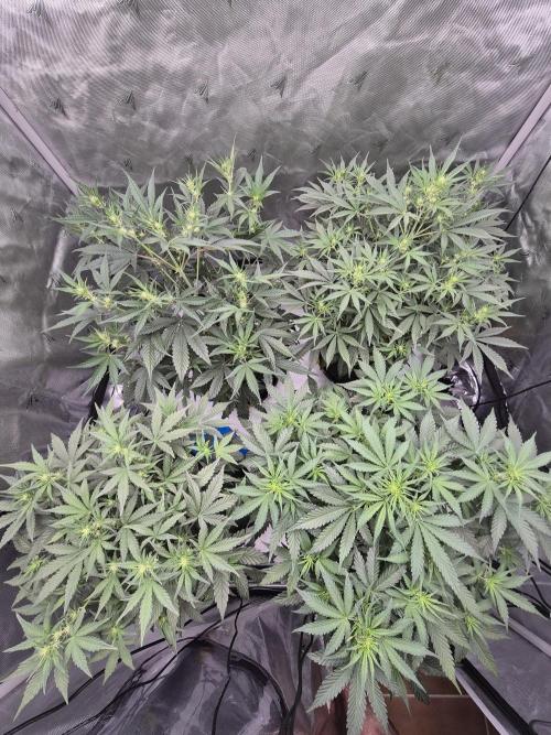 Dosidos Auto/Purple Punch Auto. Week 6 - Day+35