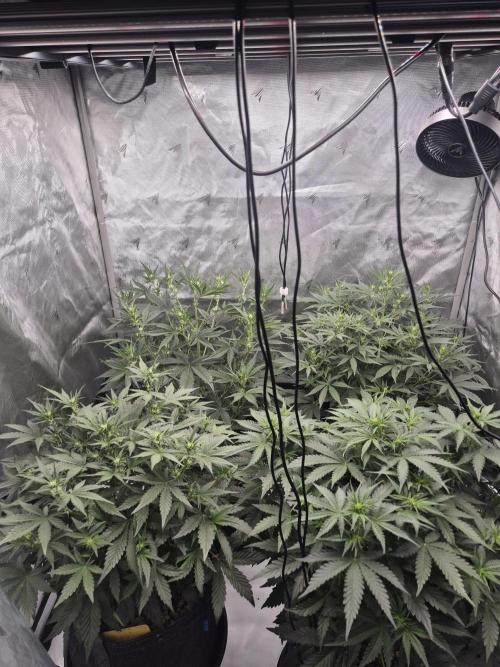 Dosidos Auto/Purple Punch Auto. Week 6 - Day+35