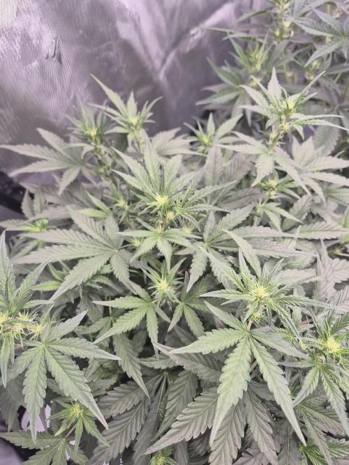 Dosidos Auto/Purple Punch Auto. Week 6 - Day+35