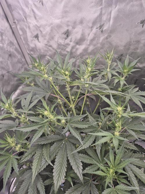 Dosidos Auto/Purple Punch Auto. Week 6 - Day +35