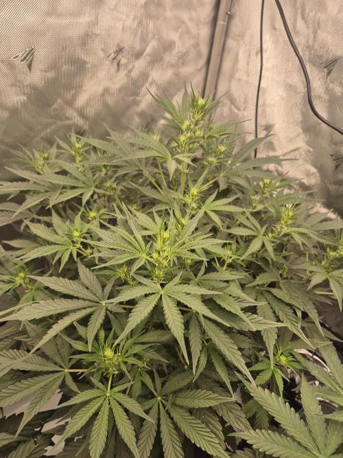 Dosidos Auto/Purple Punch Auto. Week 6 - Day+35