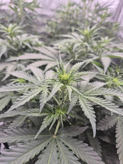 Dosidos Auto/Purple Punch Auto. Week 6 - Day+35
