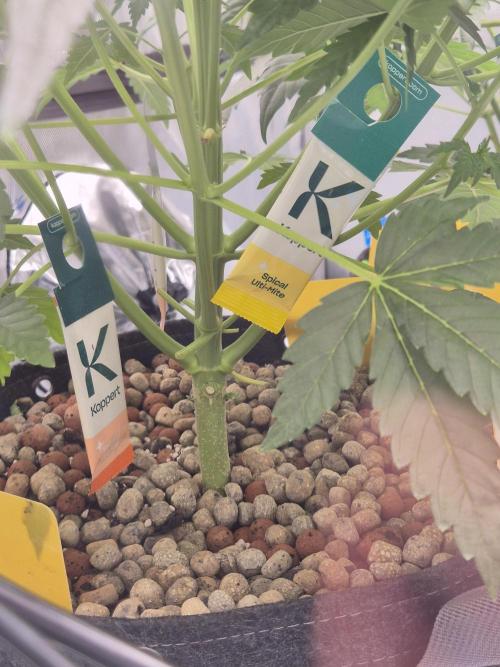 Dosidos Auto/Purple Punch Auto. Week 6 - Day+32, Swirski Ulti mite & Ulti mite spical