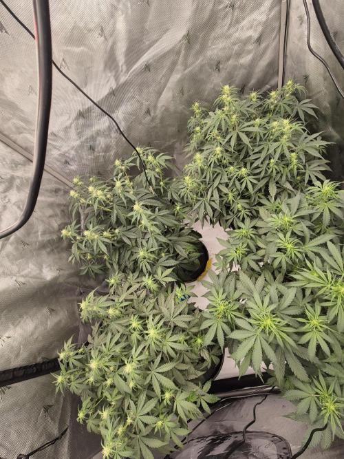 Dosidos Auto/Purple Punch Auto. Week 6 - Day+37