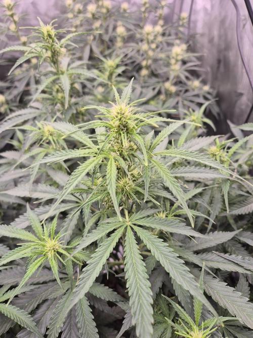 Dosidos Auto/Purple Punch Auto. Week 7 - Day+42